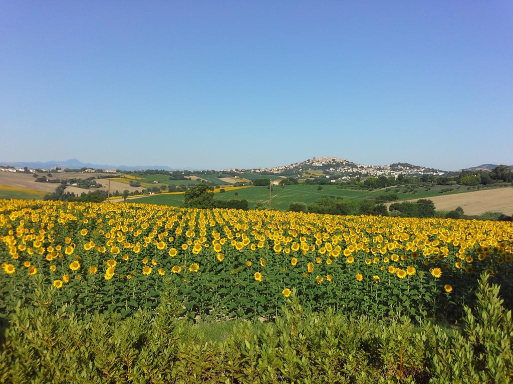 Villa Belvedere Degli Ulivi Osimo Exteriör bild